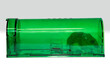 Small field mouse trapped in humane mouse trap made from green plastic