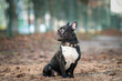 Young beautiful purebred French bulldog on a walk in the spring park.