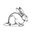 Vector hand drawn illustration of sleeping hare in engraving style. Sketch of forest animal isolated on white.