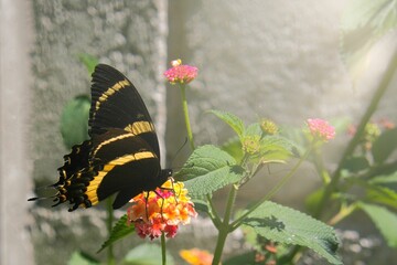 Sticker - Black and yellow Papilio garamas tropical butterfly sitting on flower in garden under sunlight