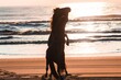 Beautiful shot of a couple of wild horses playing on a sandy beach at sunset