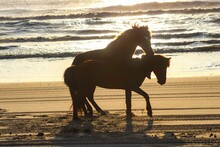 Beautiful Shot Of Two Wild Horses Playing Together On A Sandy Beach At Sunset