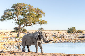 Wall Mural - African elephant bull, Loxodonta africana, says hello with raised trunk at Okaukuejo waterhole, Etosha national park, Namibia