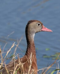 Wall Mural - Close Up of Sunlit Black-Bellied Whistling Ducks Next to Water