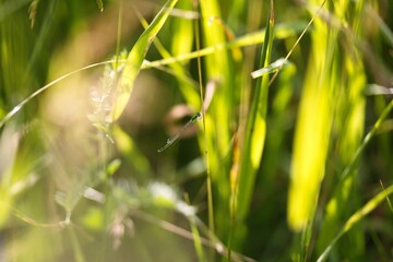 Canvas Print - Closeup shot of a dragonfly on the green stem