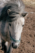 Pony With Open Eyes. An Animal Behind The Farm, A Donkey And A Horse In The Countryside