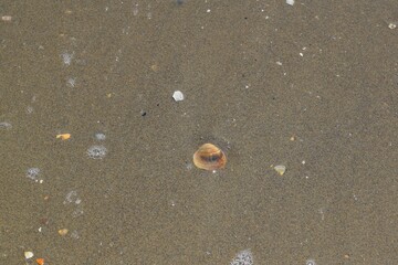 Sticker - Top view of a small seashell on the beach in the water in Italy on a sunny day