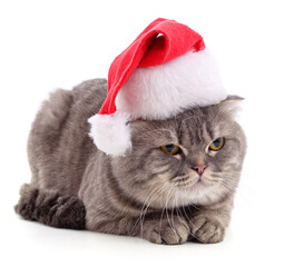 Sticker - Kitten in Christmas hat.