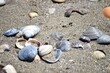 Group of seashells in the sand near the beach on a sunny day