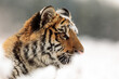 male Siberian tiger (Panthera tigris tigris)