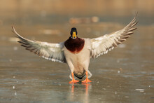 The Mallard Or Wild Duck (Anas Platyrhynchos) Male Landed On A Frozen Lake