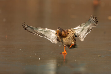 The mallard or wild duck (Anas platyrhynchos)male lands on the ice on the lake