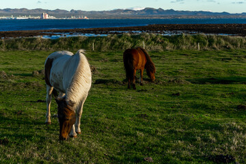 Two Icelandic horses grazing in a field