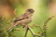 Female House Sparrow Close Up Perched In Scrub