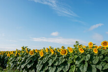 Bright Sunflowers On A Large Field On A Sunny Day