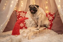 Cute Pug Dog Posing Surrounded By Christmas Ornaments In Red And White