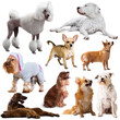 Collage of various purebred domestic dogs isolated on white