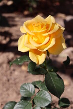 Yellow Garden Rose 