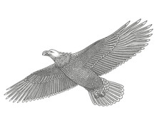 Bald Eagle Flying. Vector Vintage Engraving Drawing Style Illustration