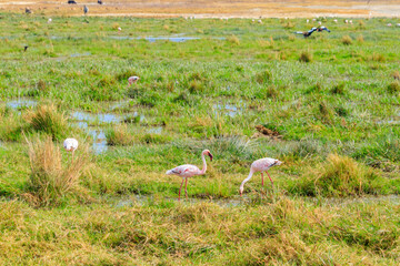 Wall Mural - Lesser flamingo (Phoeniconaias minor) in Ngorongoro crater national park in Tanzania. Wildlife of Africa