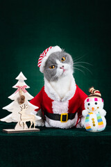 Wall Mural - cute british shorthair cat with Santa Claus dress on green background vertical composition