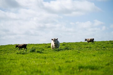 Wall Mural - livestock on an agricultural farm on a ranch on pasture and grass