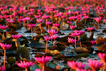 Wall Mural - beautiful lotus flower in pond