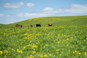 Wall Mural - pasture and grass in a paddock on a regenerative organic flowers in a field