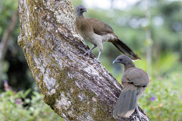 View of two Gray headed Chalalacas perched on a tree trunk