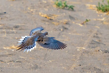 Mourning Dove Showing Beautiful Feathers While Landing