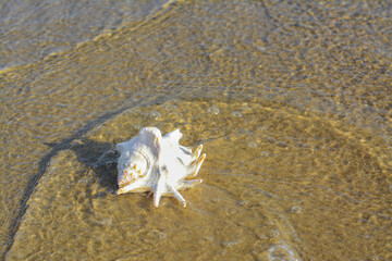 Canvas Print - Beautiful seashell in waves on sandy beach, space for text