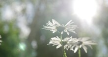 Close Up Rack Focus On White Daisies In Sun Light With Blurry Background