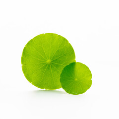 Wall Mural - Close up centella asiatica leaves isolated on white background.