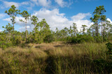 Fototapeta Sawanna - Pine Glades Lake trail in Everglades National Park, Florida under sunny autumn cloudscape.
