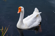 One White Chinese Swan Goose At Ashley Pond Of Los Alamos