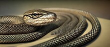 Eastern Rat Snake Animal. Illustration Artist Rendering
