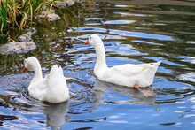 Two White Chinese Swan Geese At Ashley Pond Of Los Alamos