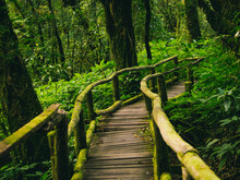 Rainforest In Doi Inthanon National Park , Thailand