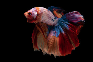 Wall Mural - Beautiful movement of red white betta fish, Siamese fighting fish, Betta splendens isolated on black background. Studio shot.