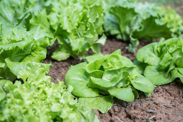 Wall Mural - Fresh organic lettuce growing in vegetable garden.