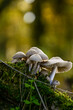Pilz Rosablättrige Helmling (Mycena galericulata) wächst im Wald auf einem bemoostem Baumstamm
