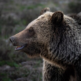 Fototapeta Maki - brown bear portrait