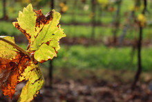 Close-up Of Beautiful Green And Yellow Leaf Of Pinot Gris Vineyard Against Sunlight On Autumn Season