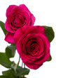 pink roses on white background