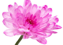 Pink Chrysanthemums On White Background