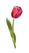 Hand Drawn Red Tulip Isolated On Transparent Background. Png File
