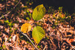 leśne jesienne liście