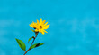 żółty kwiat na niebieskim tle