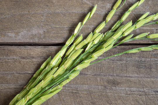 rice grain shape and texture