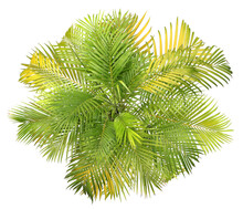 Top View Palm Leaves Tree Isolated On Transparent Background Png File